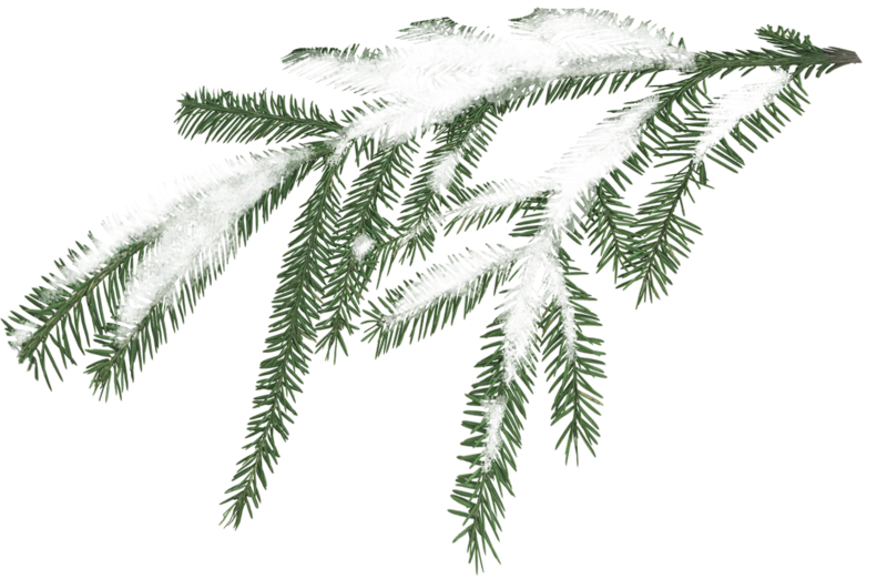 branch
